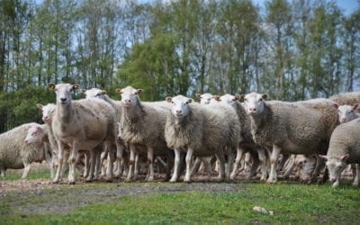 Dierlijke tuinarchitecten in het Dalum-Wietmarscher Moor