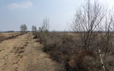 Opvallend: omgeduwde berken in het Bargerveen