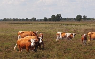 Runderen grazen via potstalprincipe in het Bargerveen