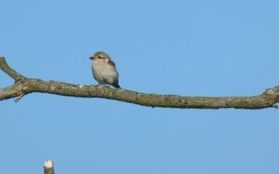 Vogels komen terug naar het Bargerveen