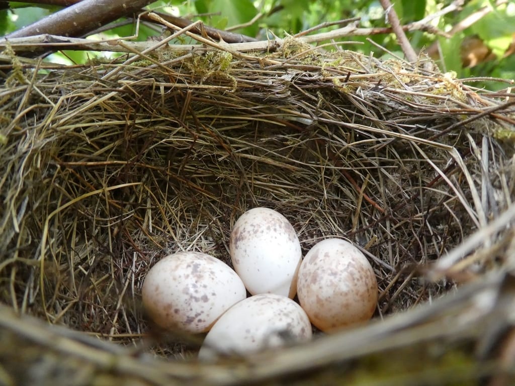Vogelnest met eieren