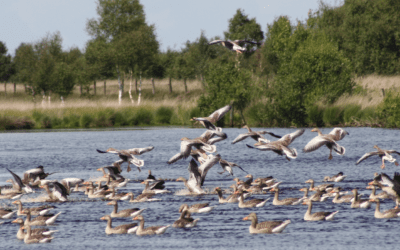 Lees nu het magazine ‘Water in het Bargerveen’!