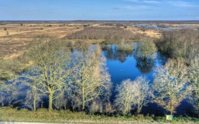 Regen van de laatste maanden een zegen voor het Bargerveen