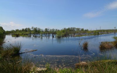 Een prachtig stuk natuur voor Nederland