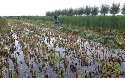 Bargerveen: realisatie van de buffer Noordoost