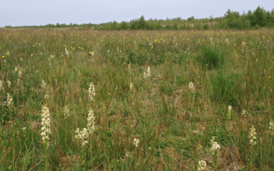 Onderzoek naar bijzondere graslandjes Schoonebeekerveld