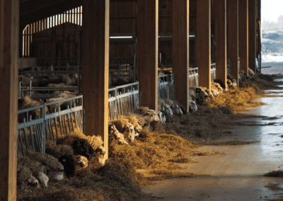 Voedertijd voor de schapen in de schaapskooi