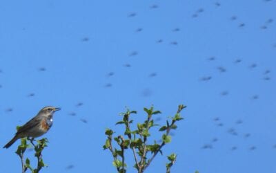 Interessant vogeljaar voor het Bargerveen