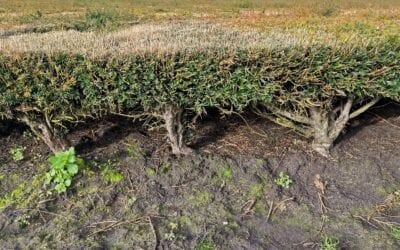 De taxus met een bijzonder verhaal