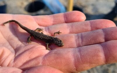 Onderzoek naar amfibieën en reptielen in Bargerveen