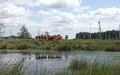 Grenzeloos Veen: Internationaal Natuurpark Bourtanger Moor – Veenland