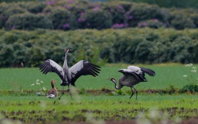 Maak kennis met flora en fauna in het Bargerveen