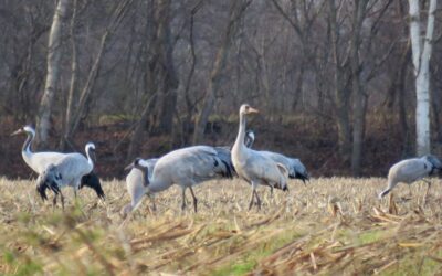 Kraanvogels in het Internationaal Natuurpark Moor-Veenland