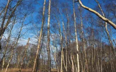 Update Schoonebeekerveld en EVZ Koelveen