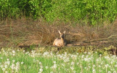 Lente in aantocht: rust nodig in het Bargerveen