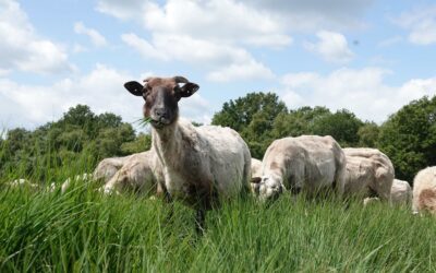 Kom ook: schaapscheerdersdag 18 juni 2022 schaapskooi