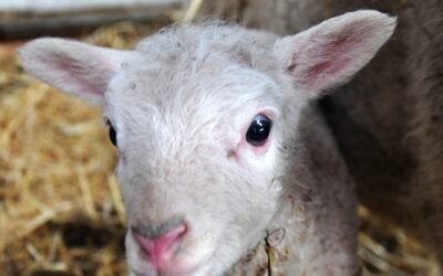 Feestelijke lammetjesdag op 16 april 2023