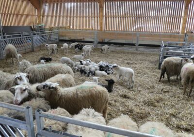 Lammeren en schapen in de schaapskooi