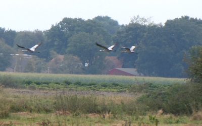 Eerste kraanvogeljong uitgevlogen in het Bargerveen